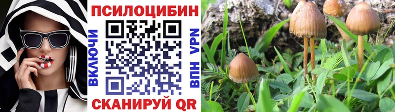 блэк спрут   Тулун  Псилоцибиновые грибы MAGIC MUSHROOMS 