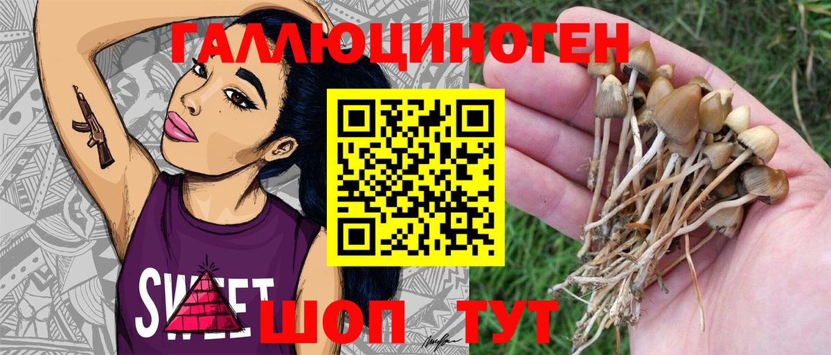Тулун  Псилоцибиновые грибы Psilocybe  Вход с VPN  Псилоцибиновые грибы Cubensis 